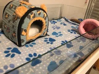 Guinea pig cage with accesoires