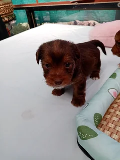 Yorky puppies