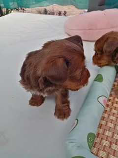 Yorky puppies
