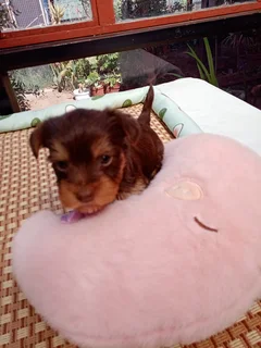 Yorky puppies
