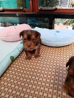 Yorky puppies