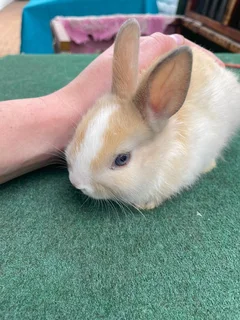 Dwarf Rabbits / Bunnies