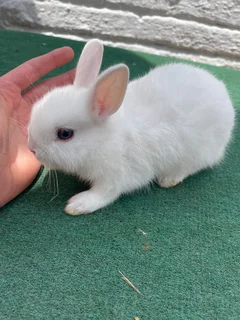 Dwarf Rabbits / Bunnies
