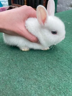 Dwarf Rabbits / Bunnies