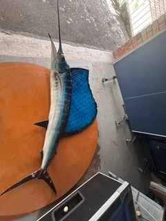 Marlin fish decor