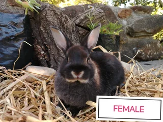 Netherland Dwarf Bunnies/Rabbits
