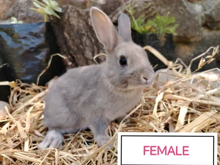 Netherland Dwarf Bunnies/Rabbits