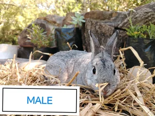 Netherland Dwarf Bunnies/Rabbits