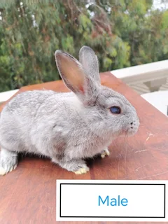 Netherland Dwarf Bunnies/Rabbits