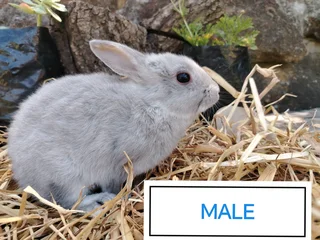 Netherland Dwarf Bunnies/Rabbits