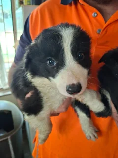 Border Collie Puppies