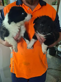 Border Collie Puppies