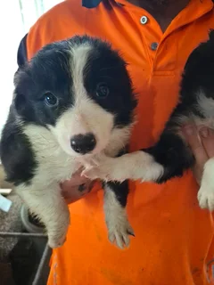 Border Collie Puppies