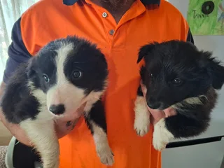 Border Collie Puppies