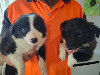 Border Collie Puppies