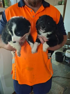 Border Collie Puppies