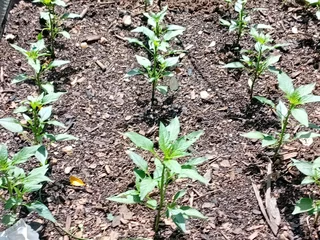 Hello I&#39;m mr Benard gondwe from Malawi, I&#39;m looking for job as a gardener