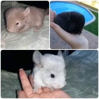 Baby Chinchillas