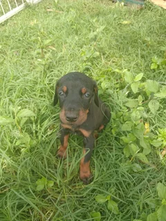 European Doberman puppies