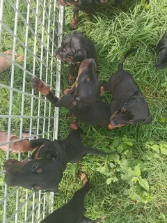 European Doberman puppies