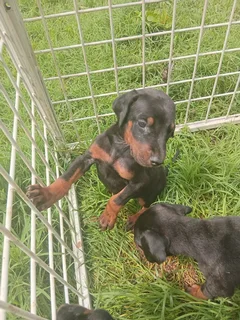 European Doberman puppies