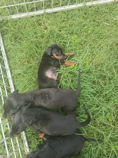 European Doberman puppies