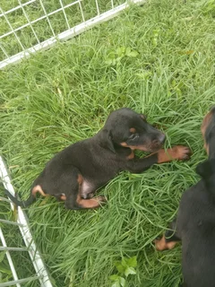 European Doberman puppies