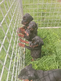 European Doberman puppies