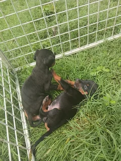 European Doberman puppies