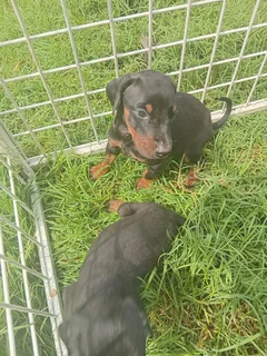 European Doberman puppies