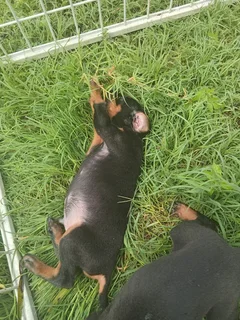 European Doberman puppies