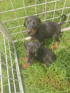 European Doberman puppies