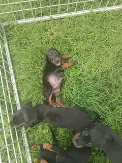 European Doberman puppies