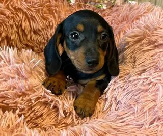 Dachshund puppies
