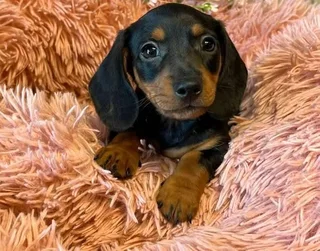 Dachshund puppies