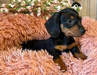 Dachshund puppies