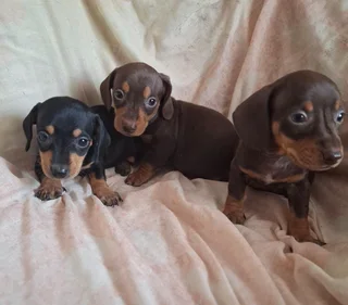 Dachshund puppies