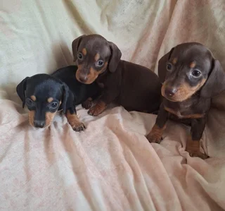Dachshund puppies
