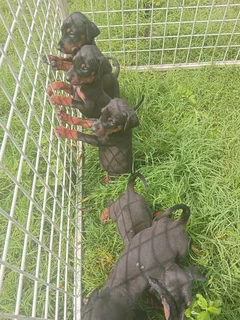 Doberman puppies