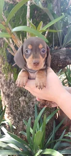 Dachund puppies
