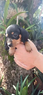 Dachund puppies