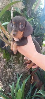 Dachund puppies