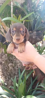 Dachund puppies