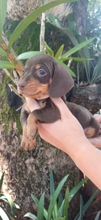 Dachund puppies