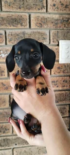 Dachshund puppies