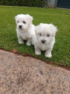Maltese poodle puppies