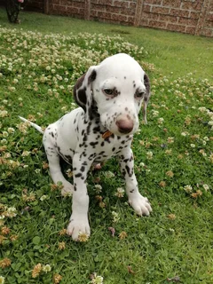 Dalmatian puppies