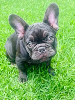 French Bulldog