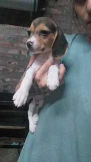 Beagle Puppies