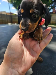 Dachshund puppies
